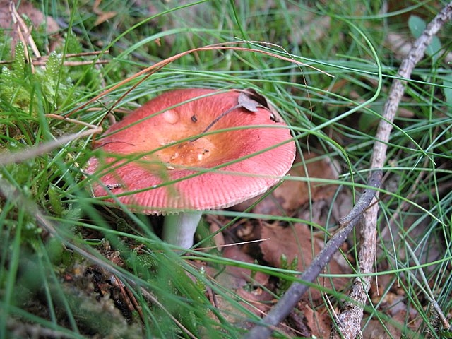 Russula velenovskyi 1